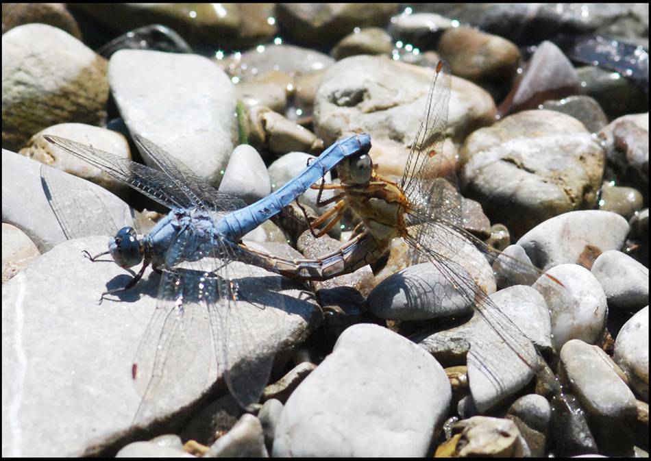 libellula 7: copula di Orthetrum brunneum